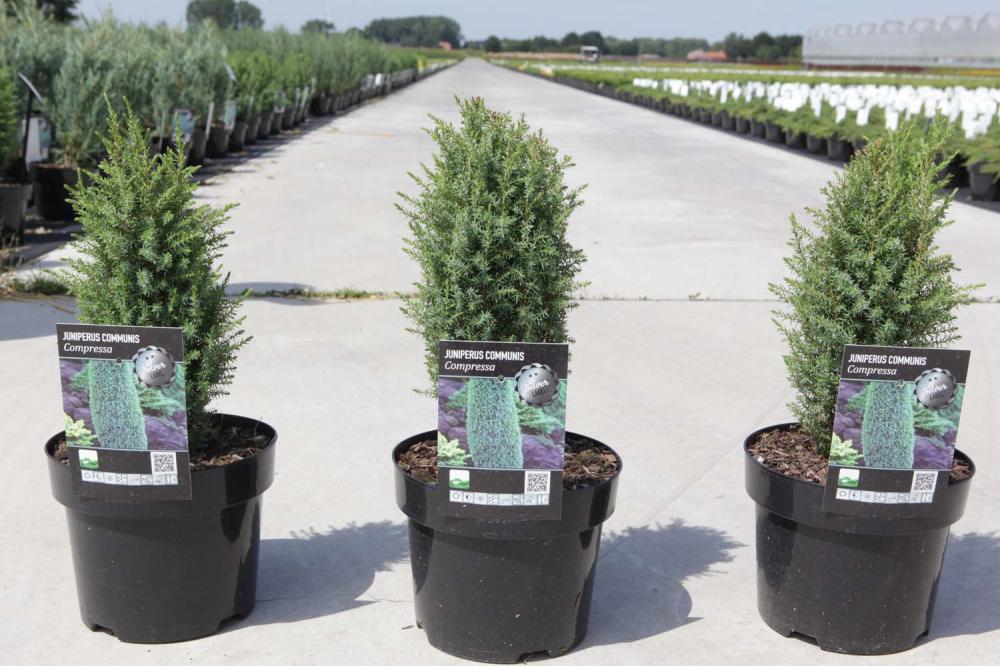 juniperus