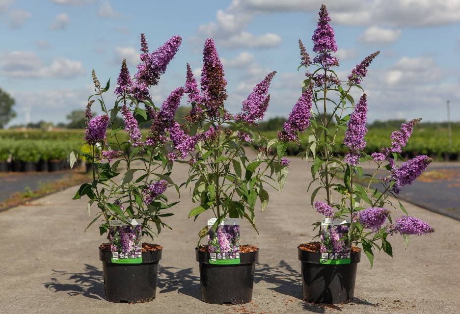 buddleja