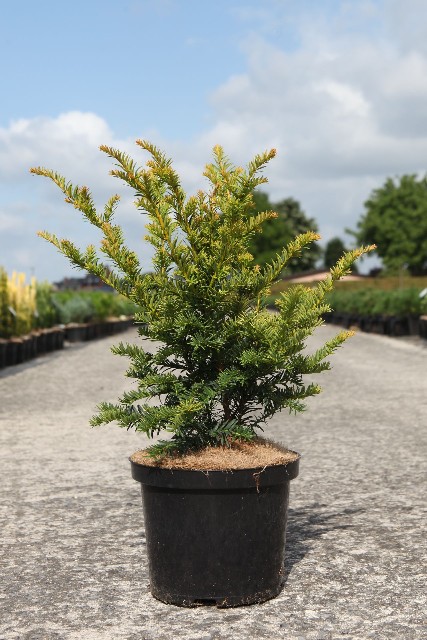 taxus