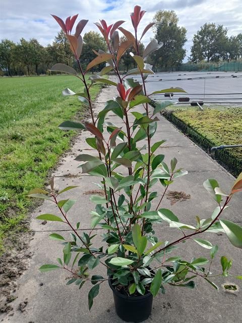 photinia