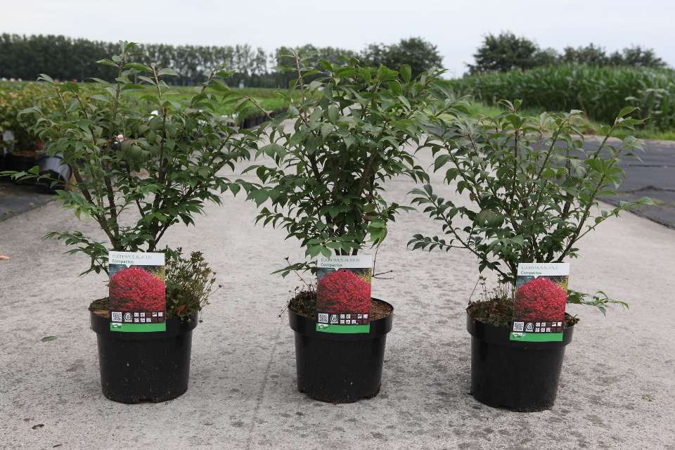 euonymus