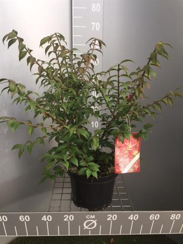 Euonymus