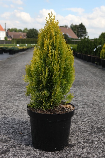 Platycladus