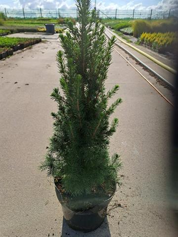 picea