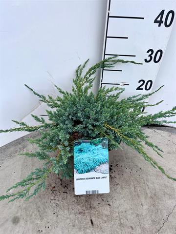 Juniperus