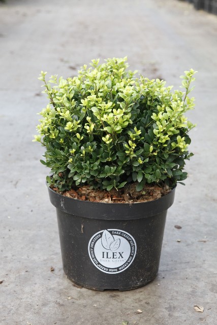 ilex