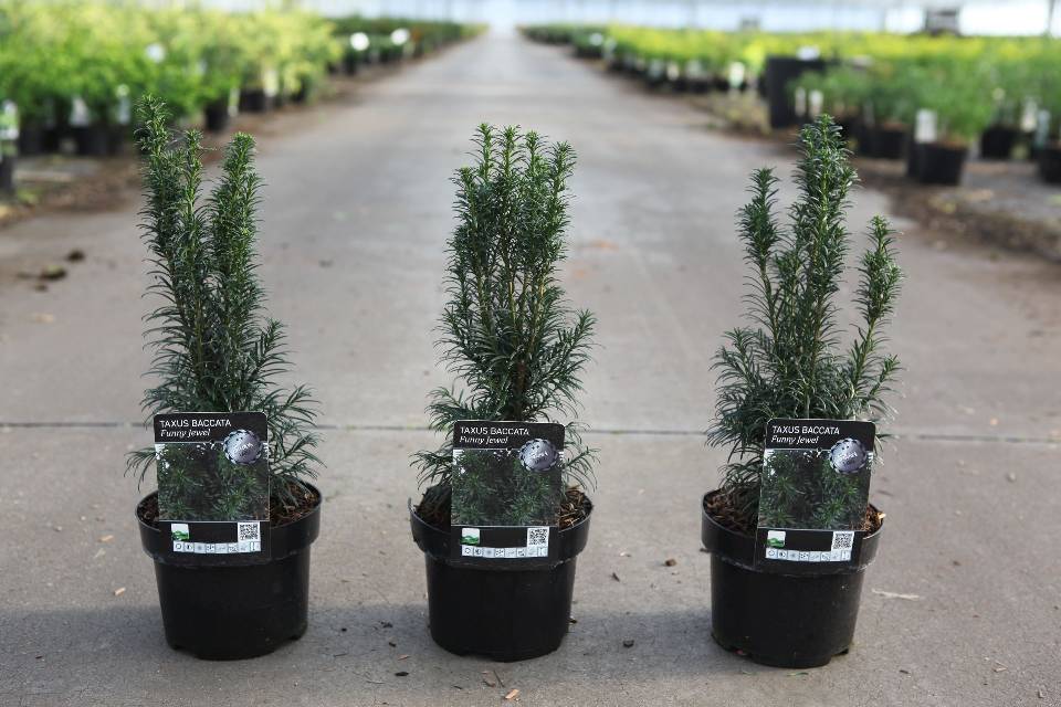 taxus