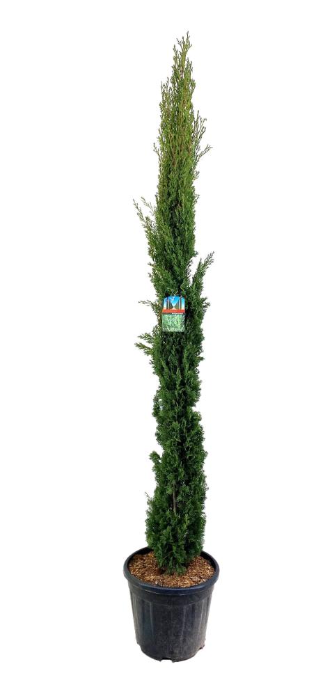 Cupressus