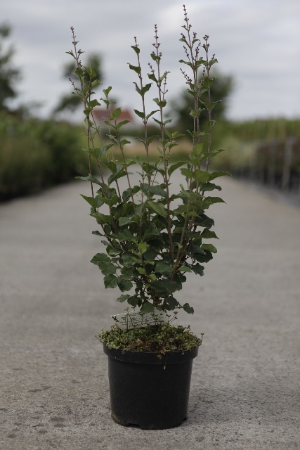 syringa
