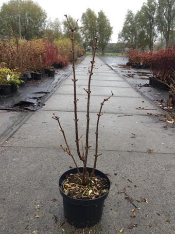Sambucus