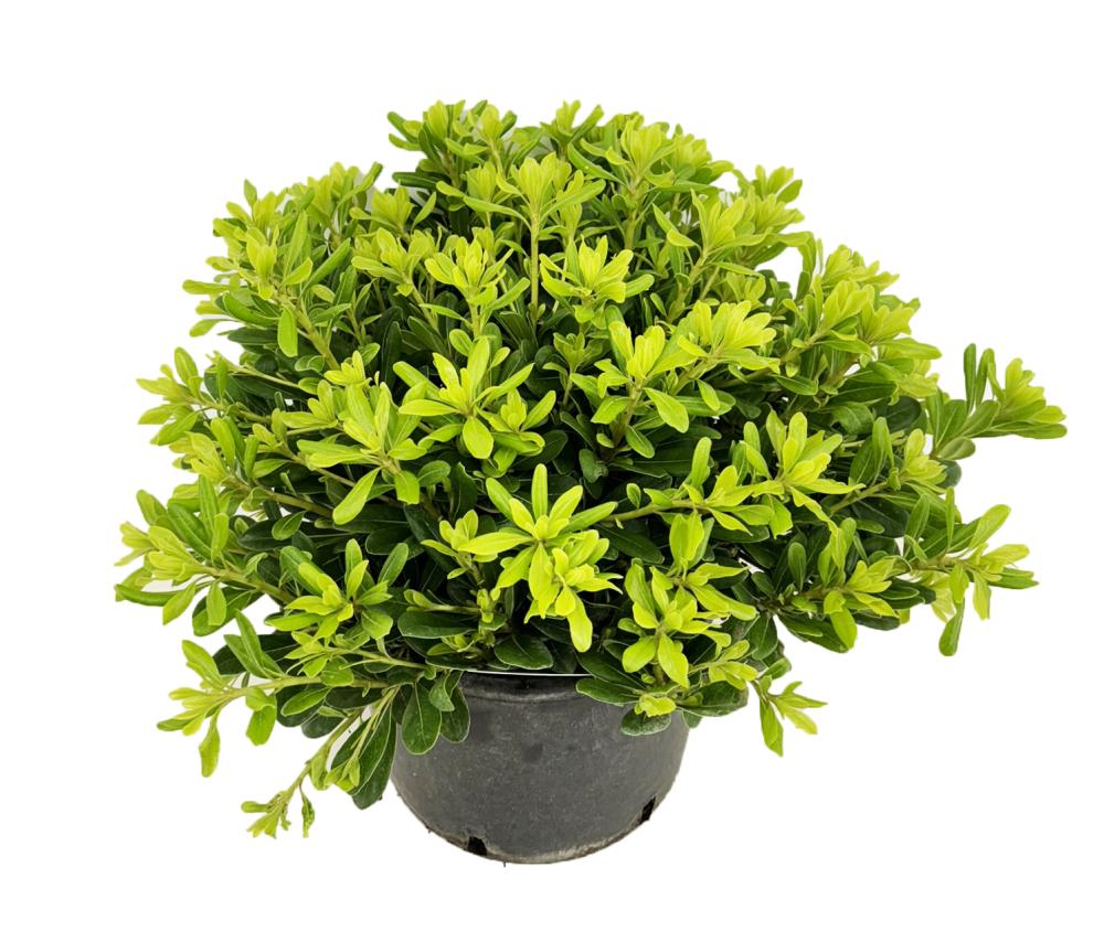 pittosporum