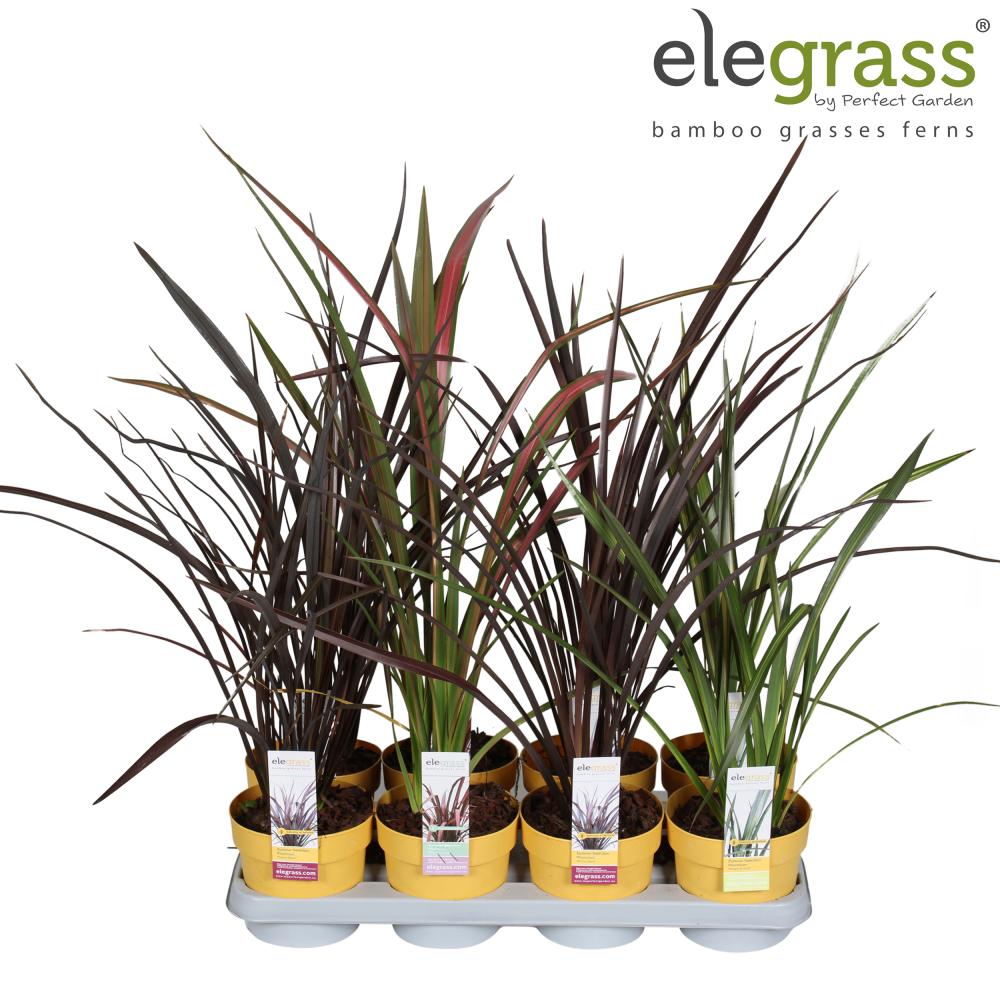 phormium