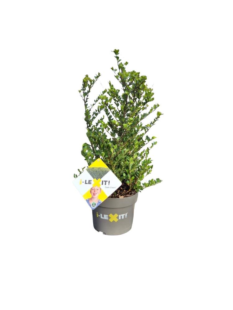 ilex