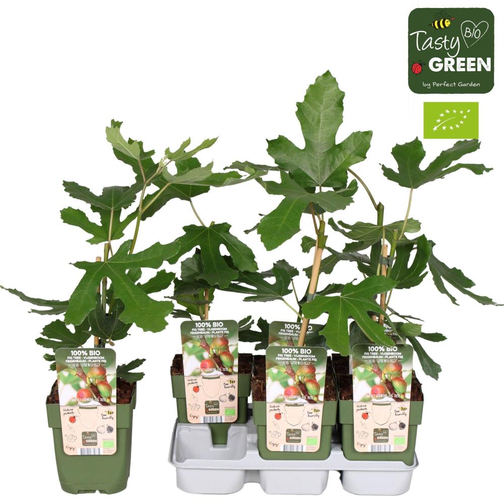 Ficus