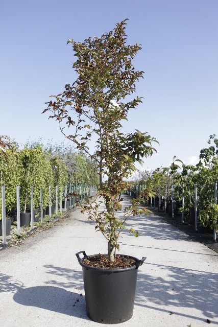 stewartia