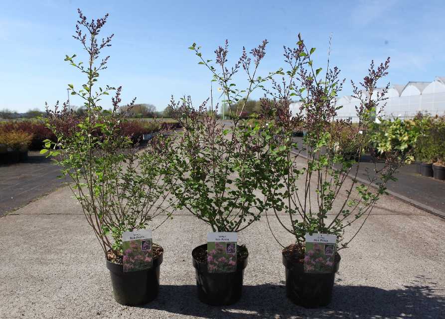 syringa