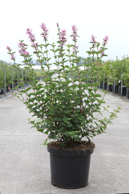 syringa