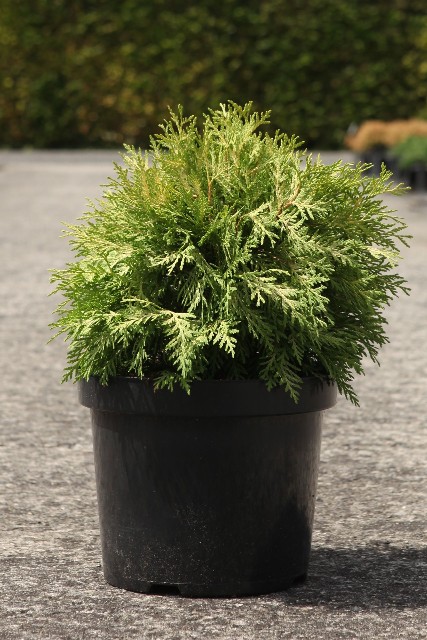 thuja