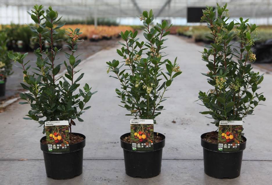 Arbutus