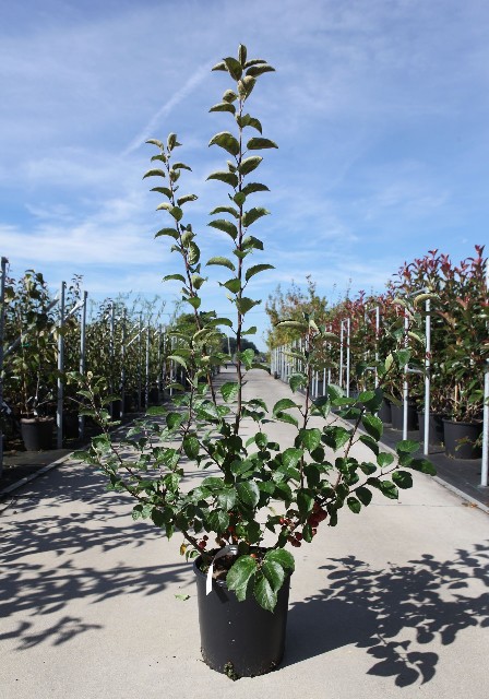 malus