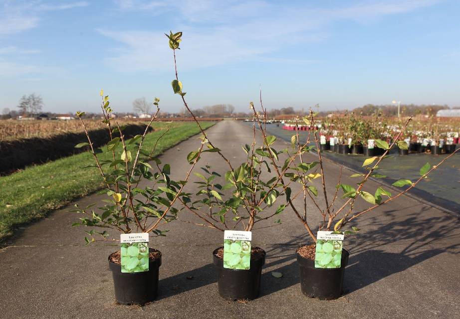 Lonicera