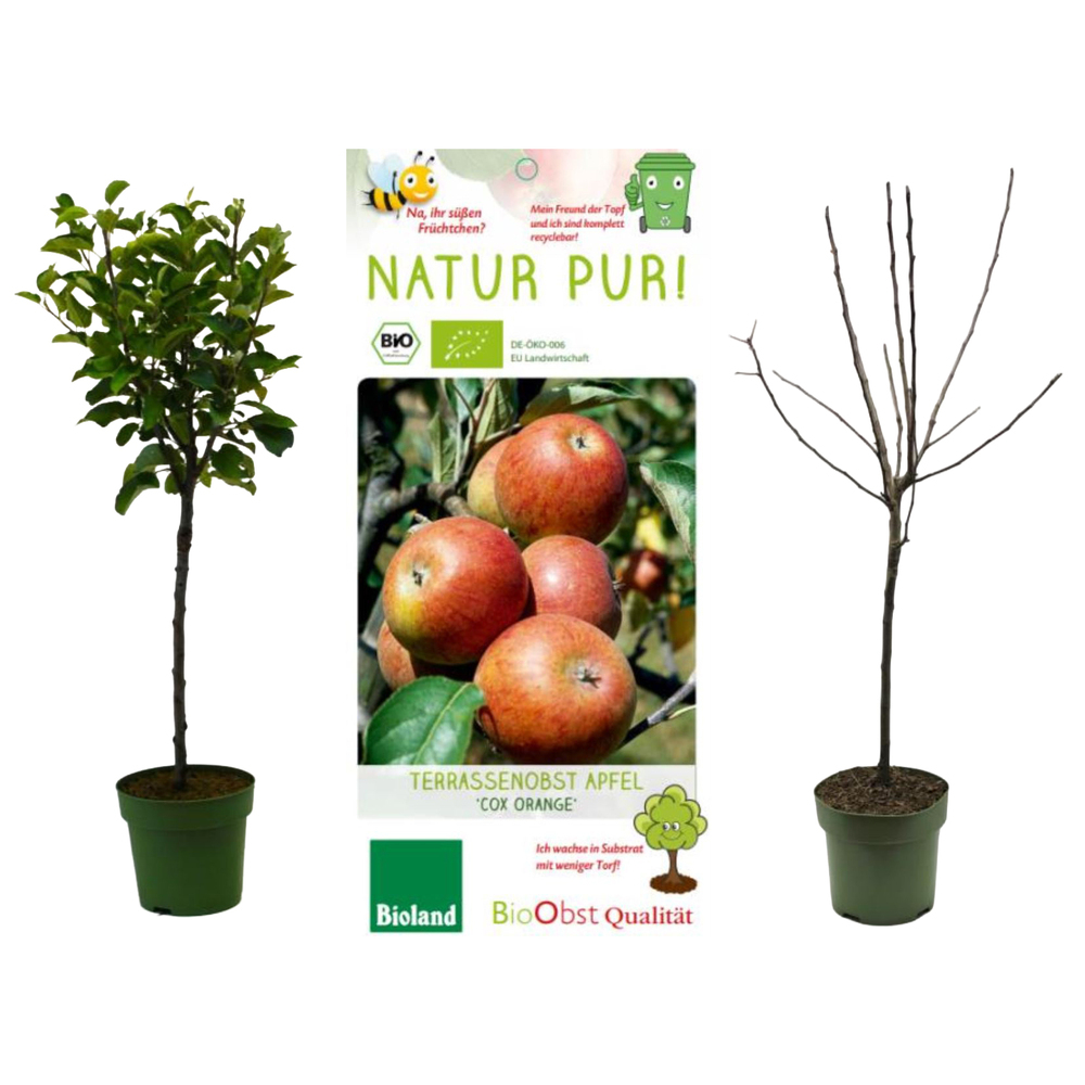 malus
