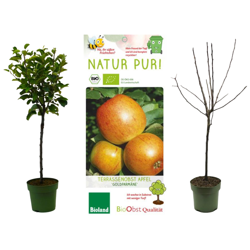 malus