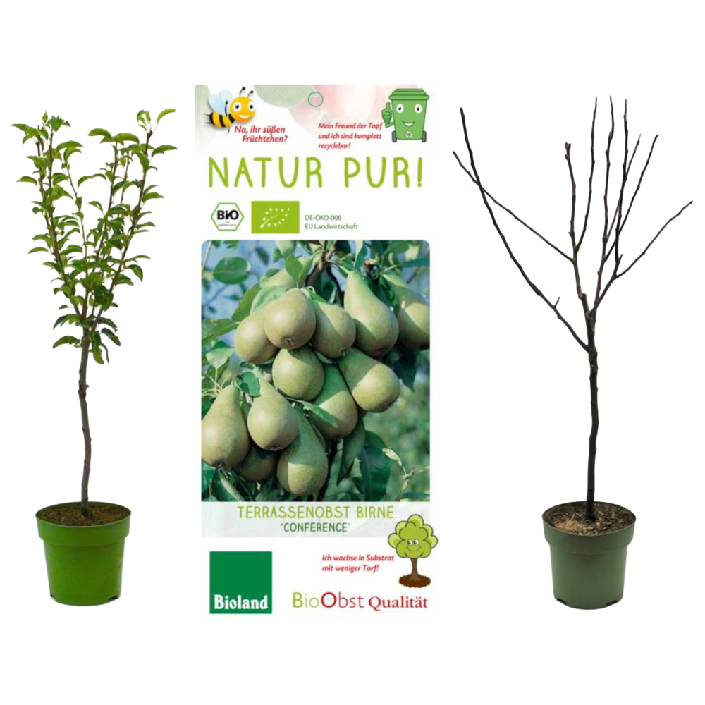 Pyrus