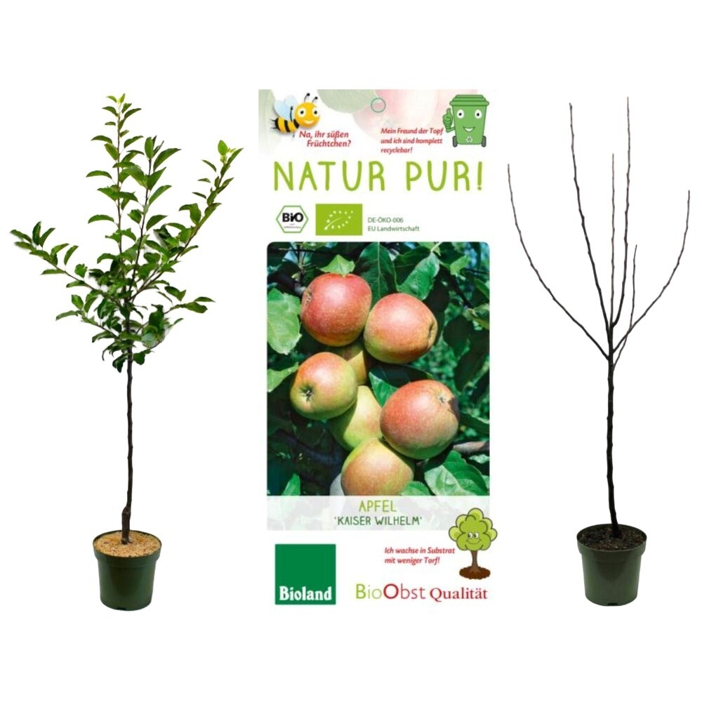 Malus