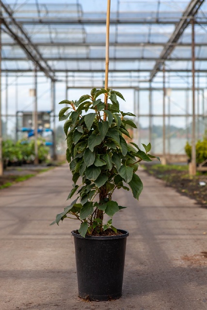 Schizophragma