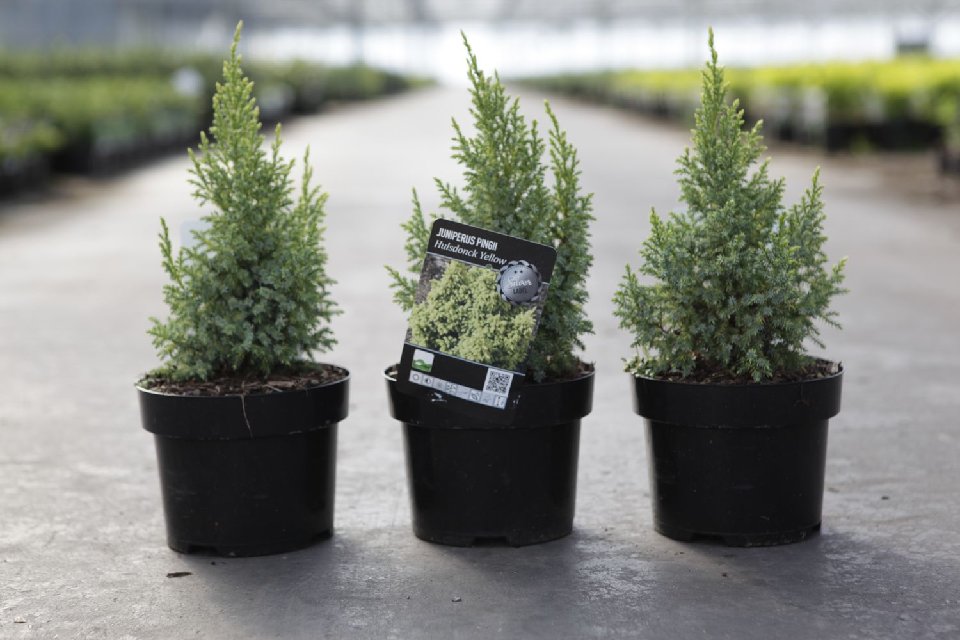 juniperus