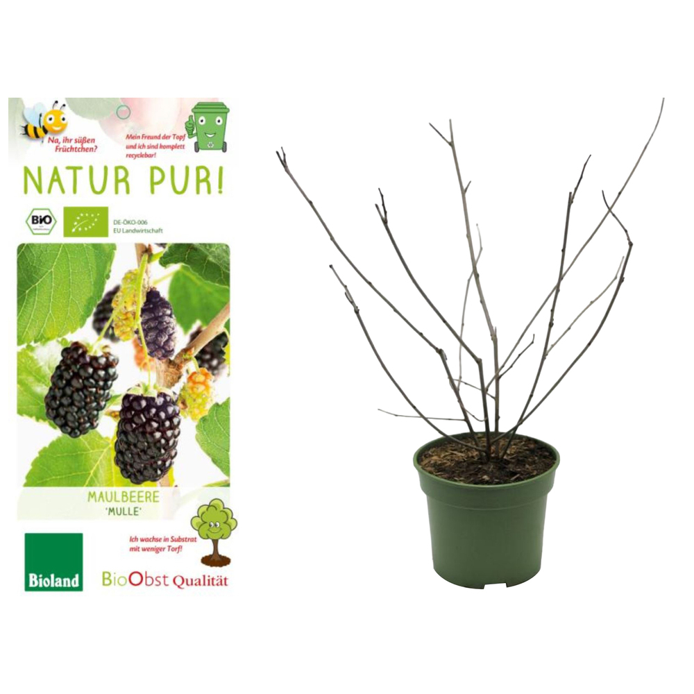 Morus nigra