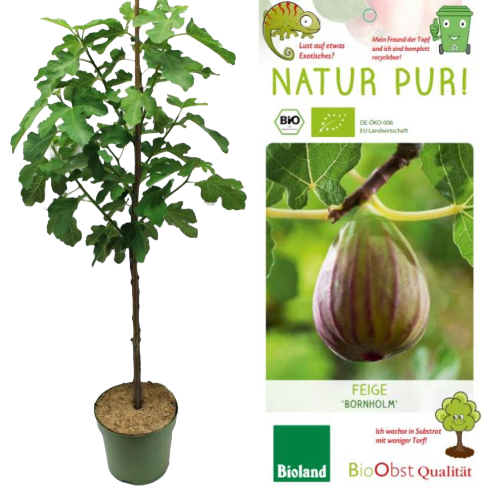 Ficus carica