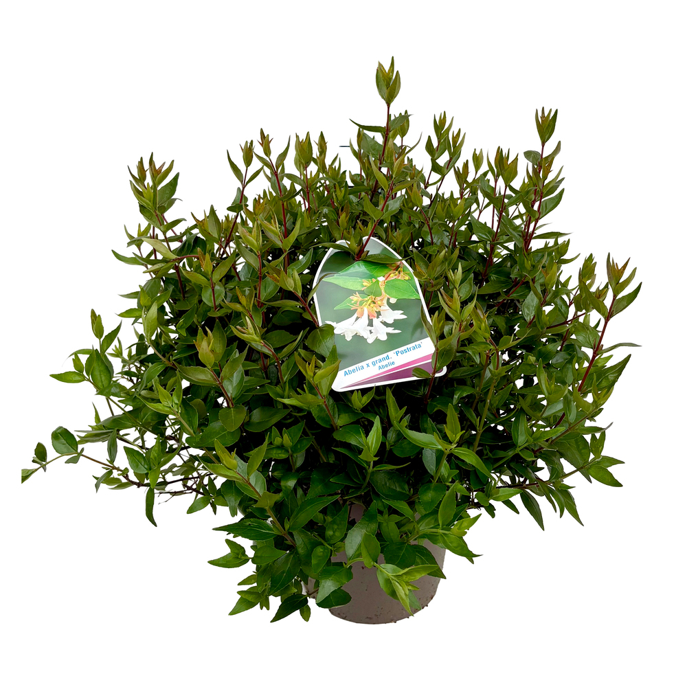Abelia grandiflora postrata
