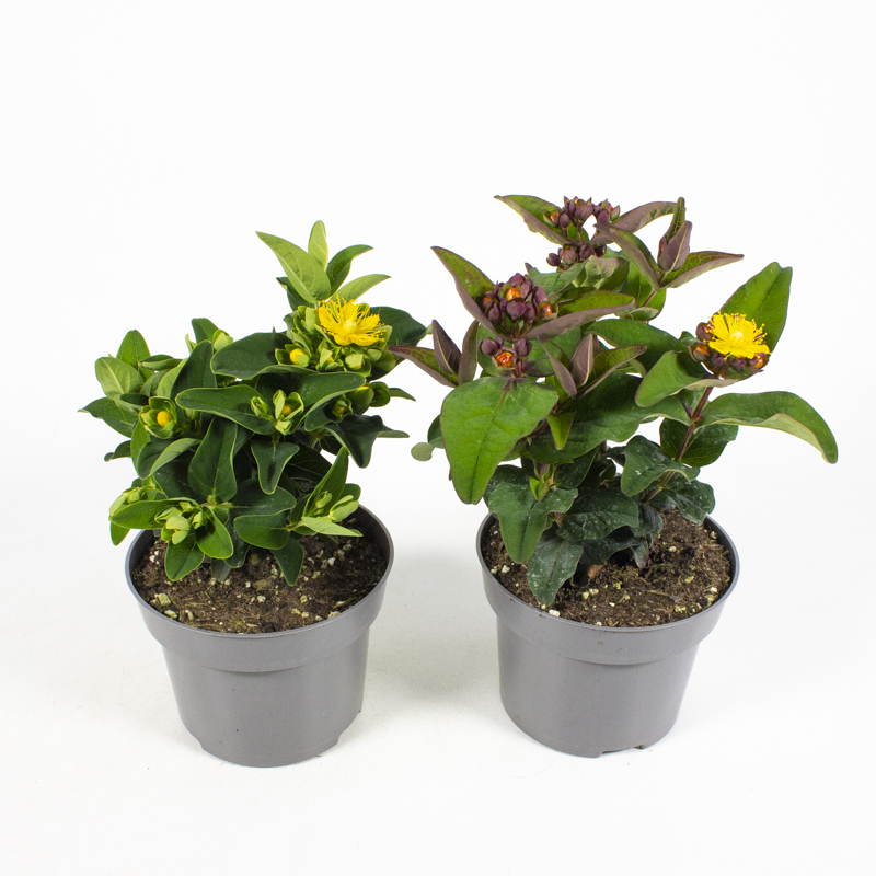 Hypericum inodorum