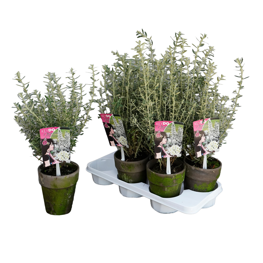 olearia spring bling