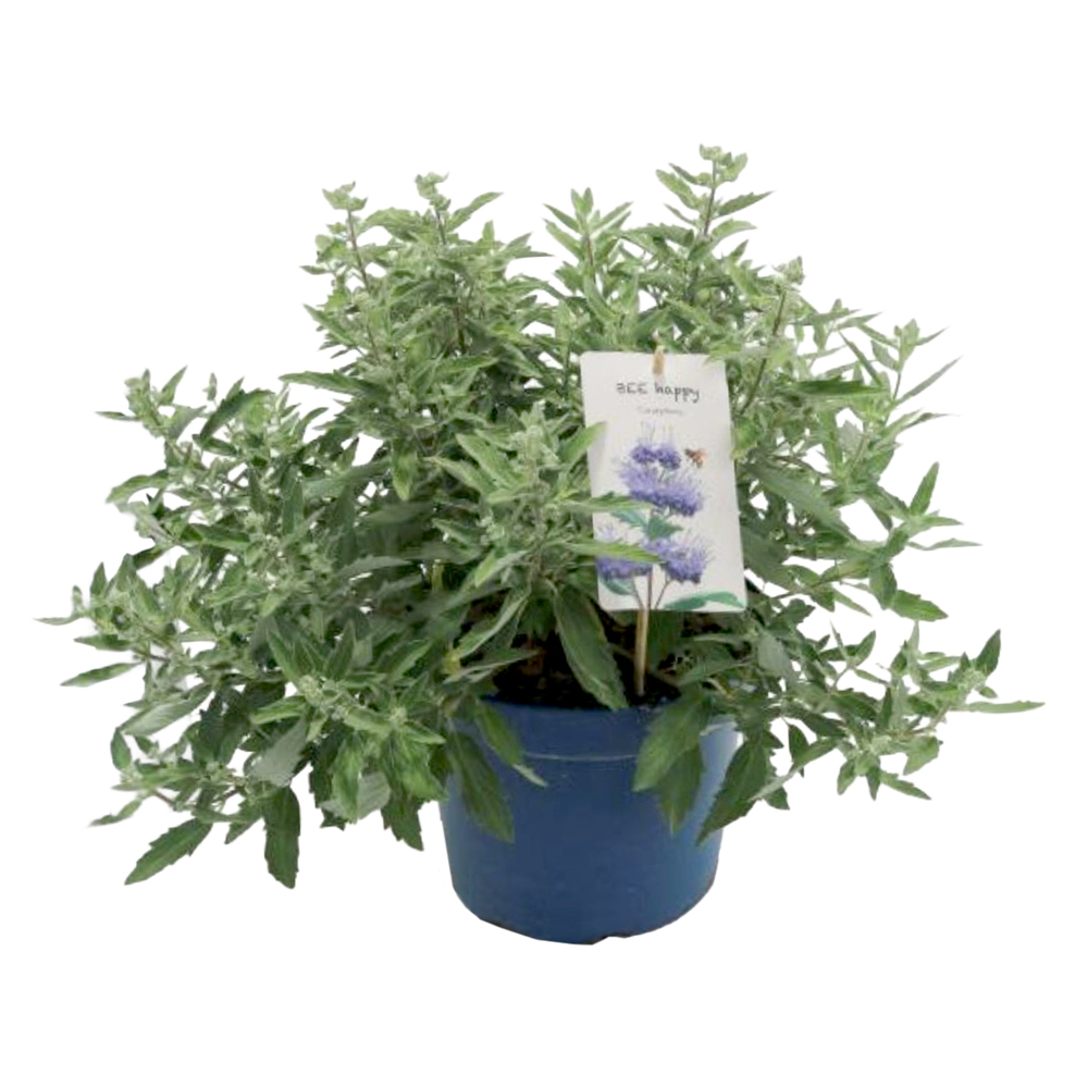 caryopteris clandonensis blue cloud