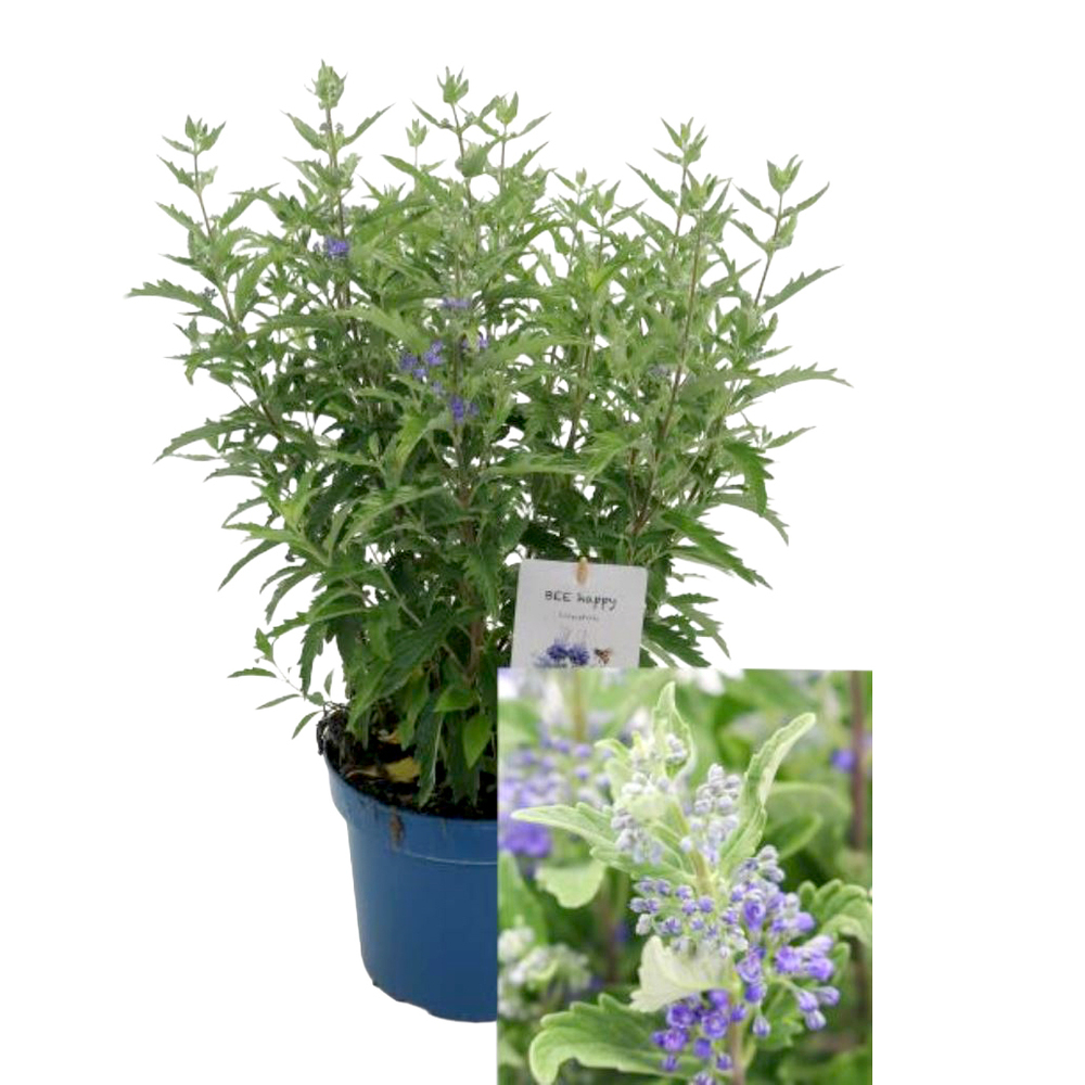 caryopteris clandonensis first blue
