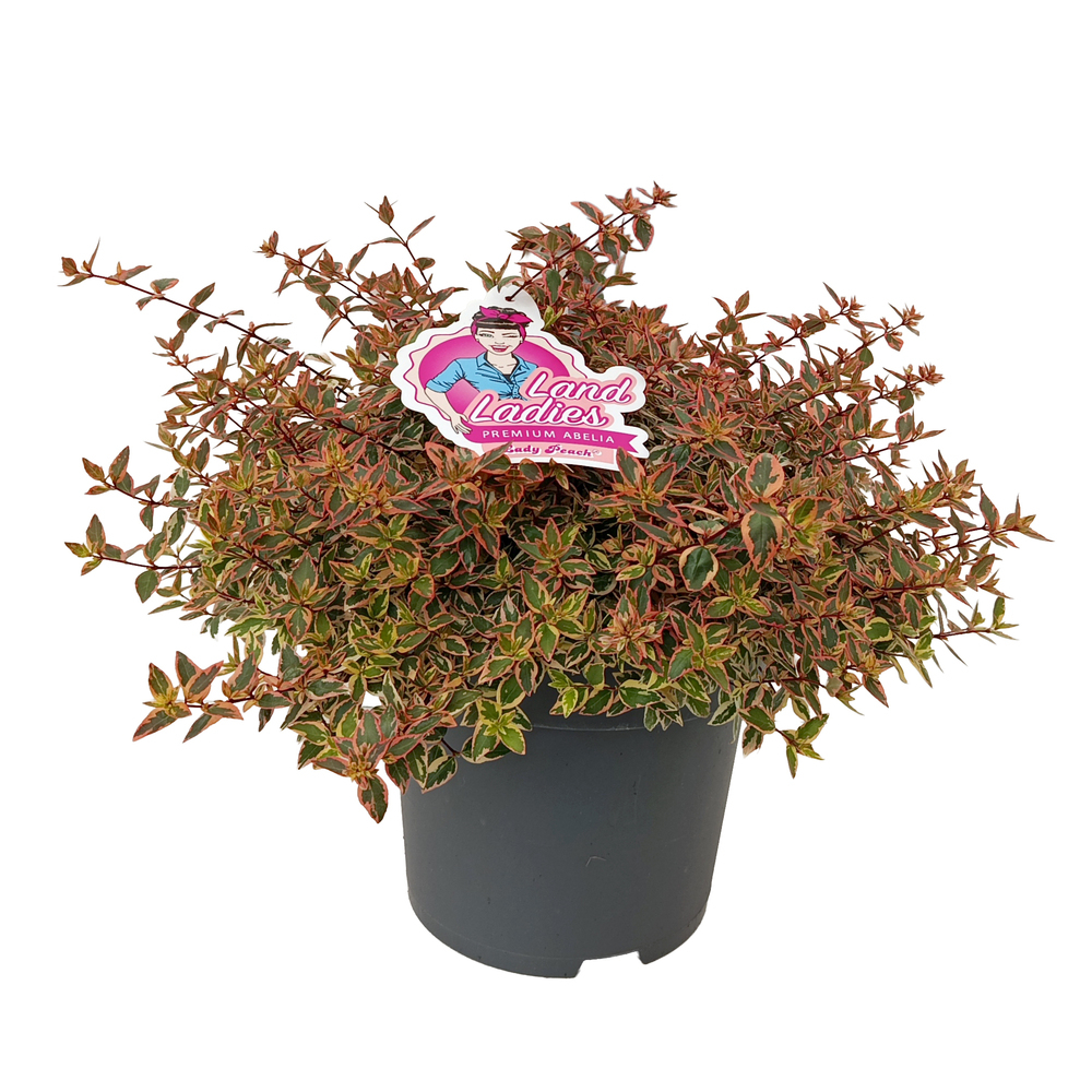 Abelia grandiflora lady peach