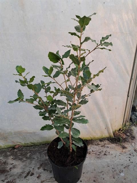 Quercus