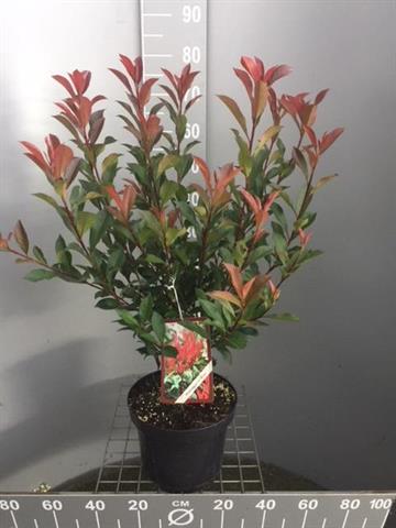 Photinia