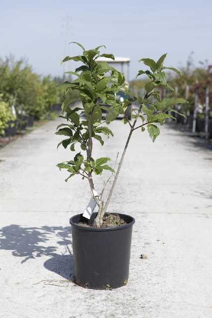 Chionanthus