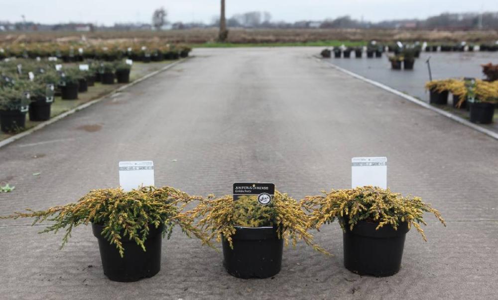 juniperus