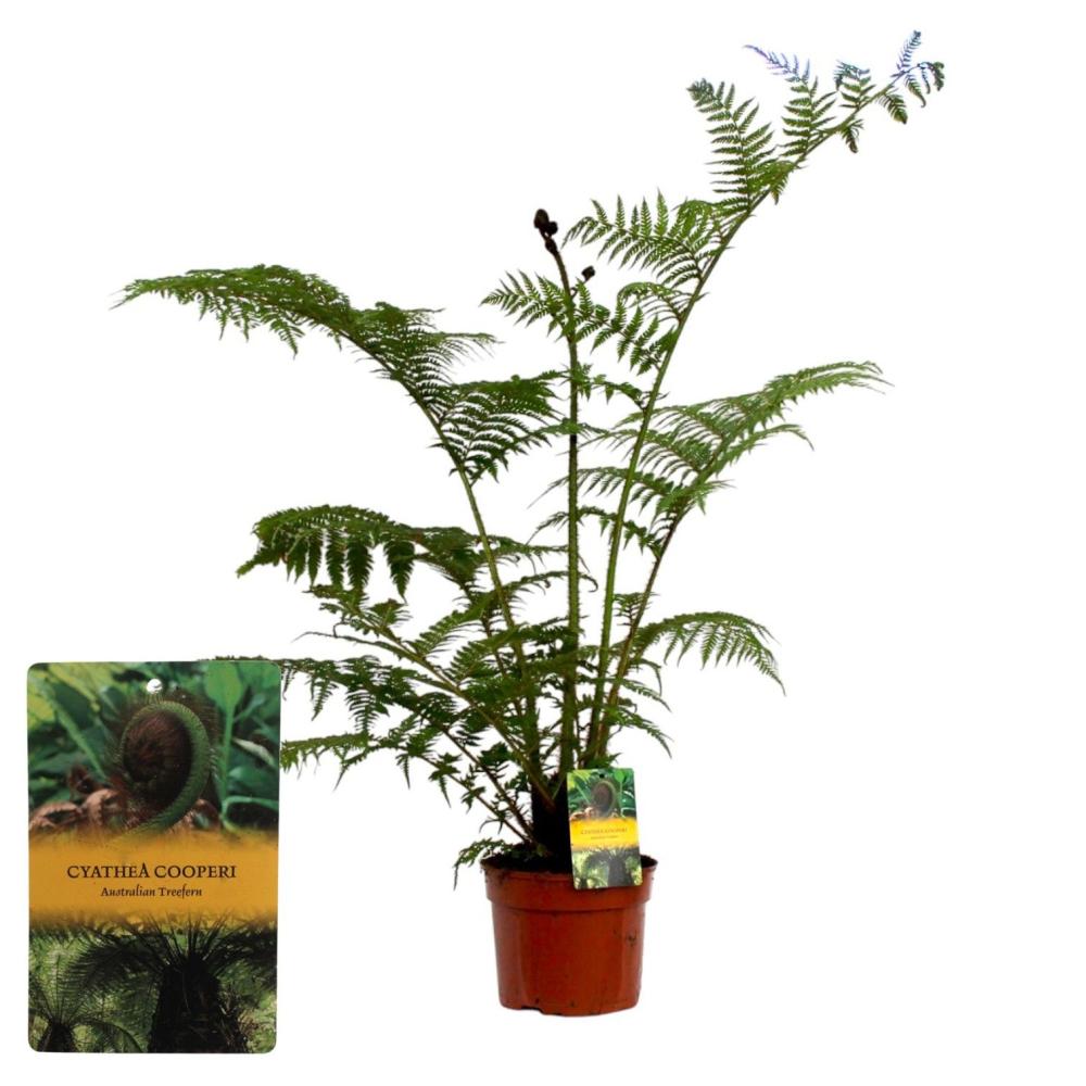 Cyathea