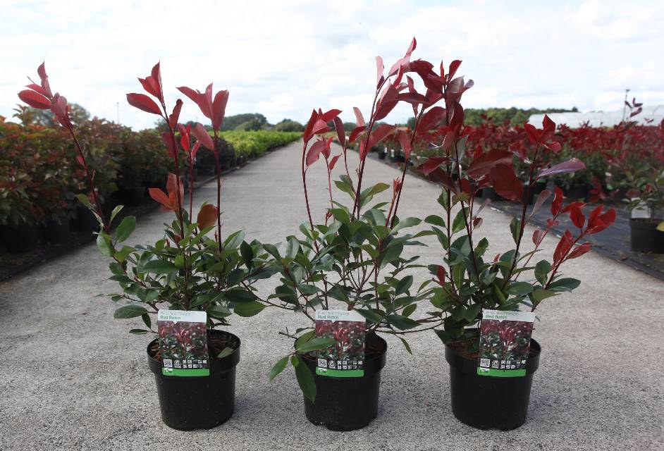 photinia