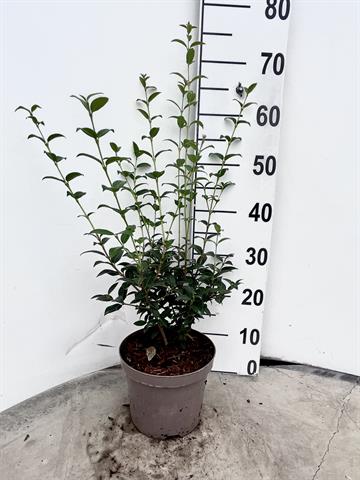 Osmanthus