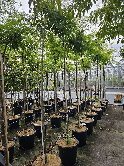 Gleditsia