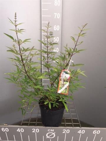 Vitex