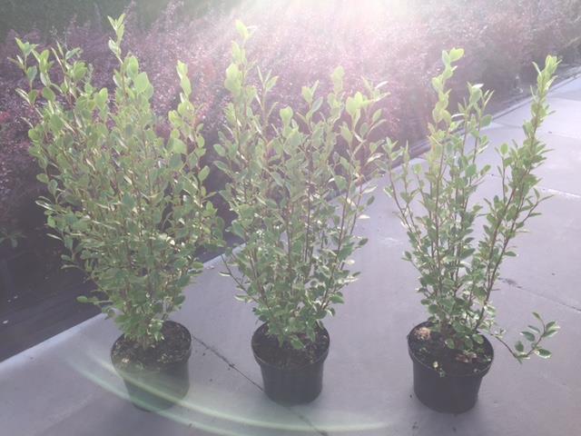 Griselinia
