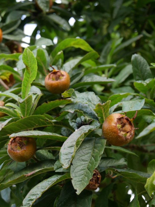 Mespilus - neflier